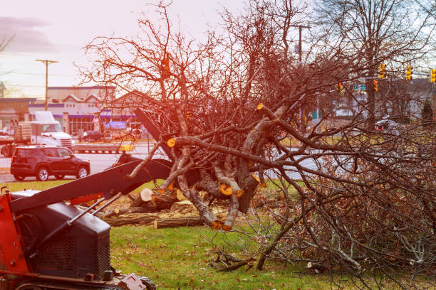 How Our Tree Care Process Works  in  Grenelefe, FL