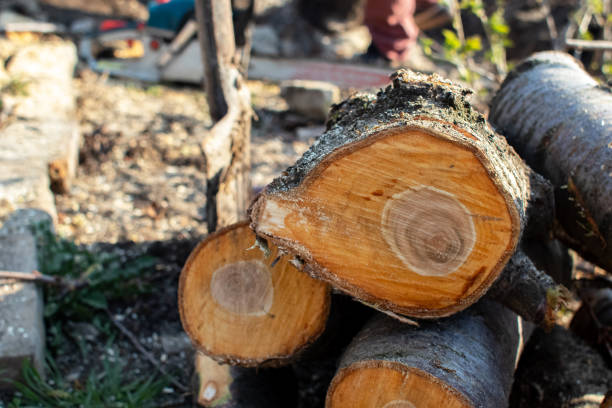 Reliable Grenelefe, FL Tree Care Solutions